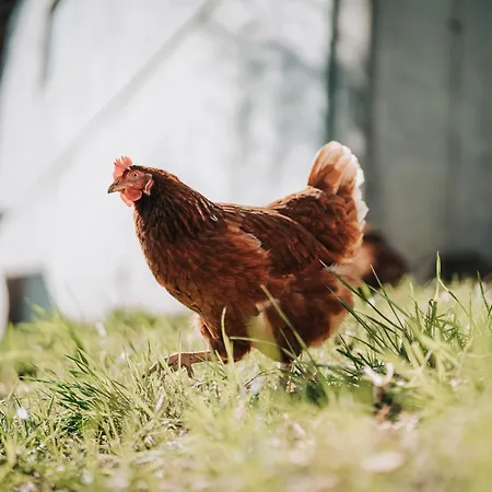 Wieserhof * Ardagger Stift