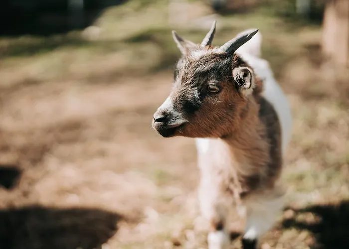 Wieserhof * Ardagger Stift